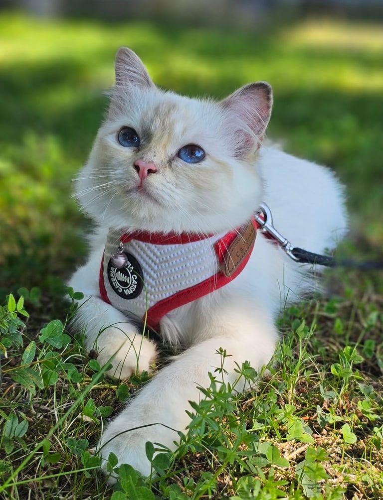 Blåskilpaddemasket Hellig Birma hunnkatt Champion Junior Champion SE*Borgvikens Ruby Tuesday