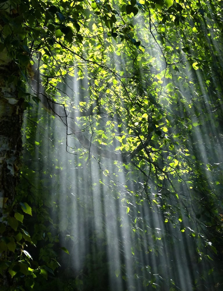 lumière des rayons du soleil au travers des feuillages d'une forêt.