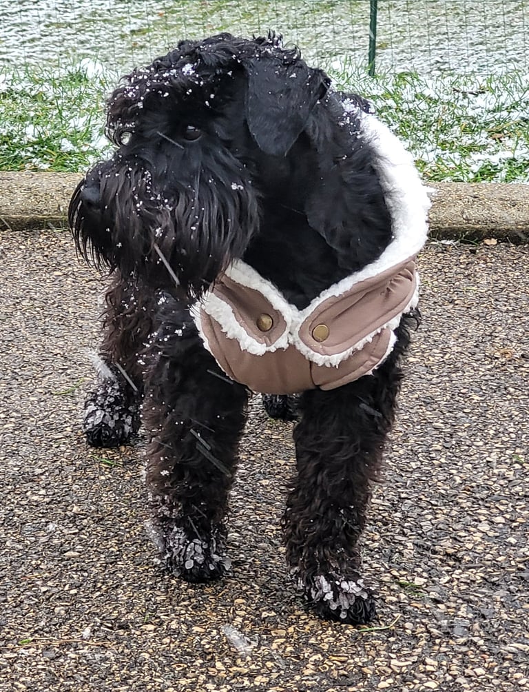 Vintus Schnauzer nain noir