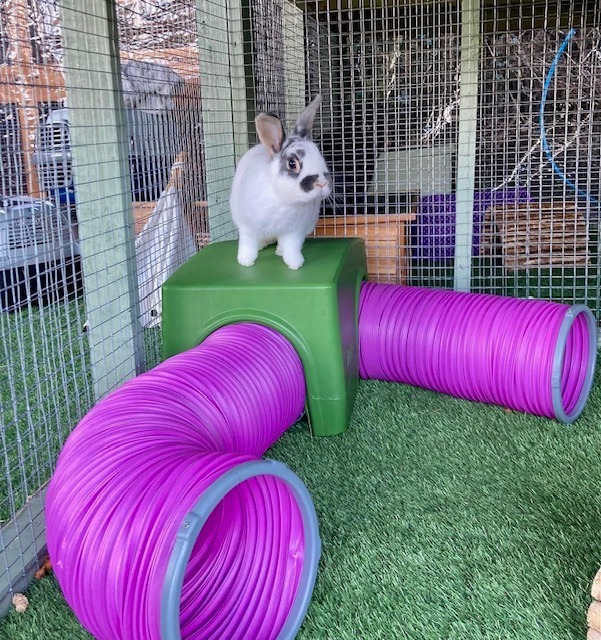 Rabbit on Omlet rabbit hide