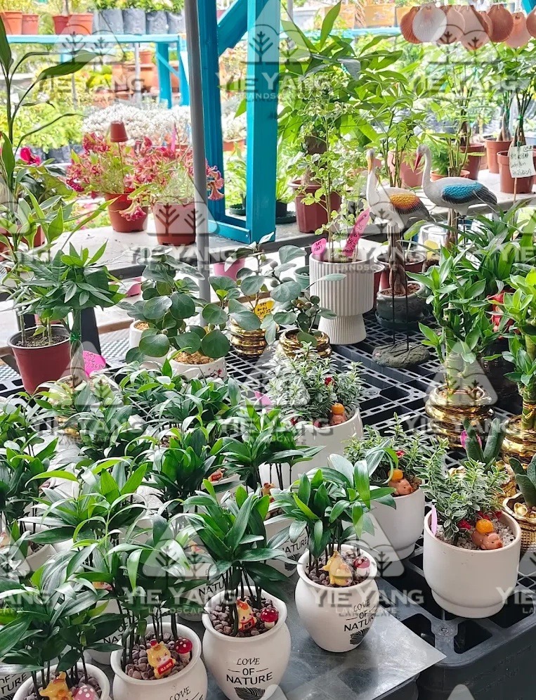 Indoor plants in white pots at garden nursery – Yie Yang Landscape, Malaysia