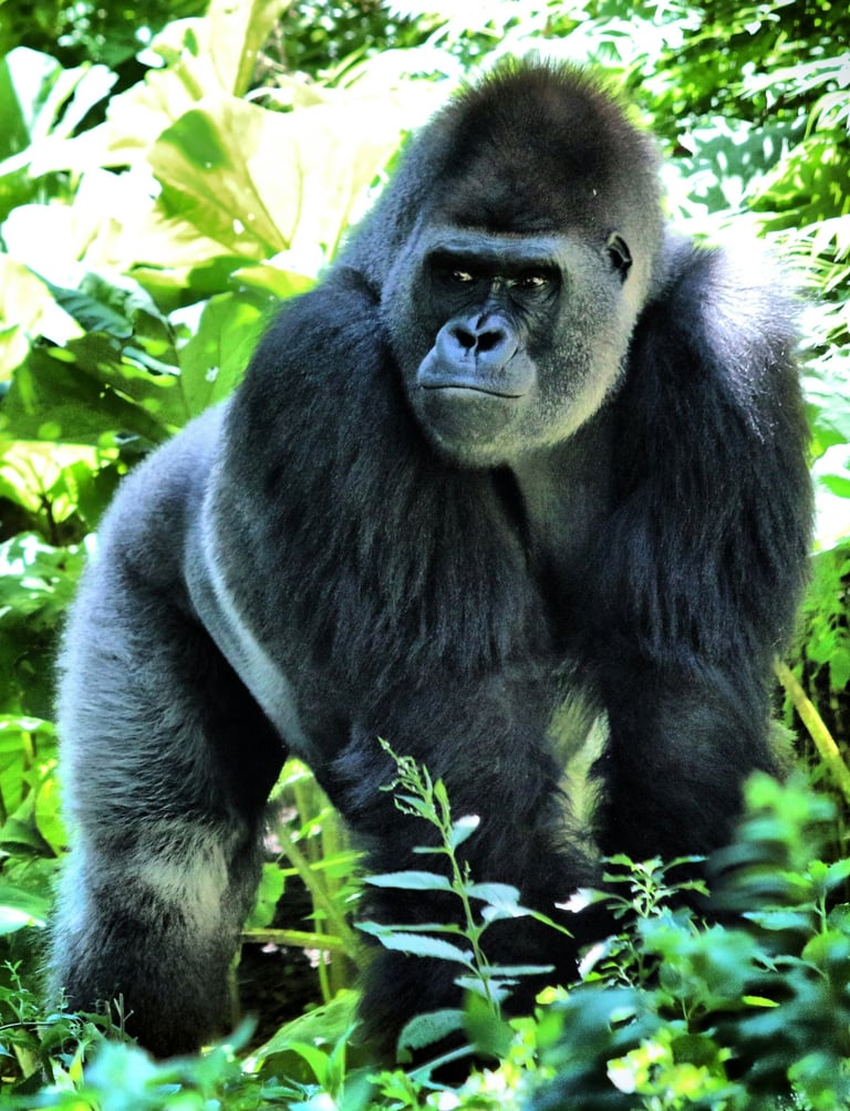 Gorrila in the wild