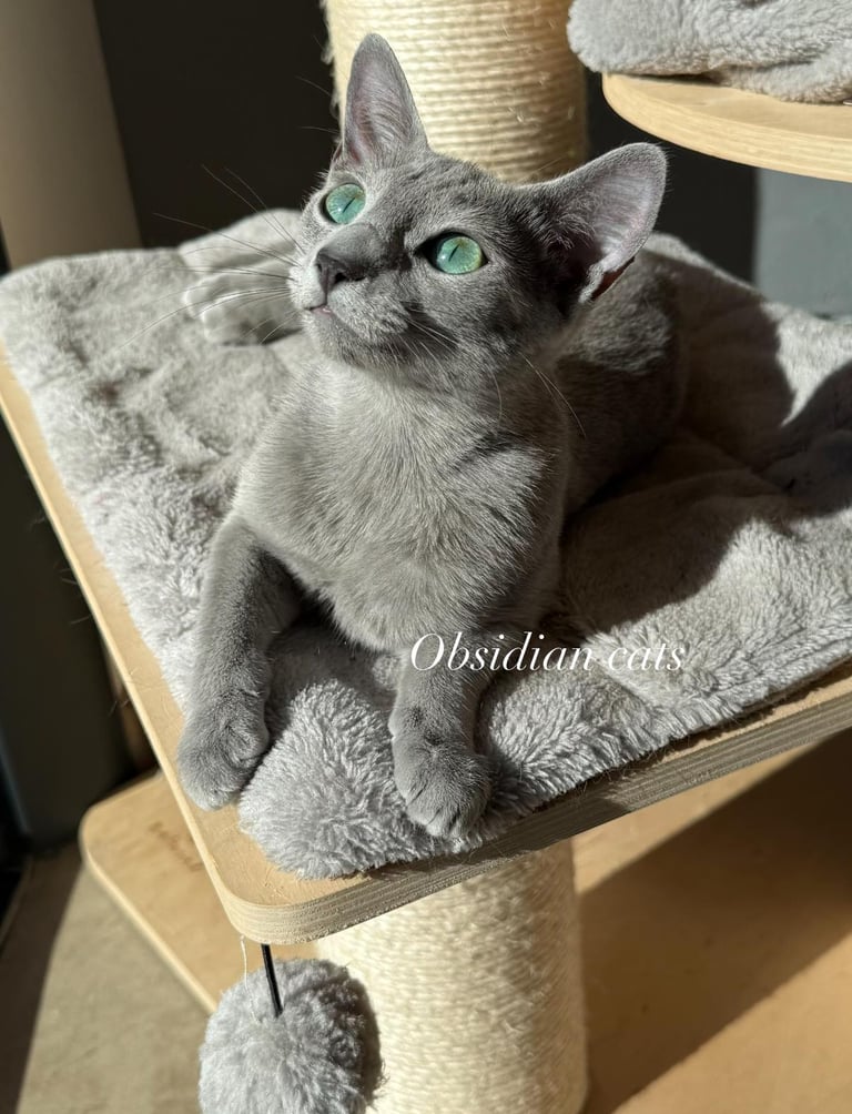 alaska des obsidian cats bleu russe