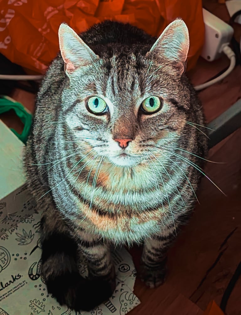 Ziggy posing for a photo update for his owner during cat visits in Edinburgh