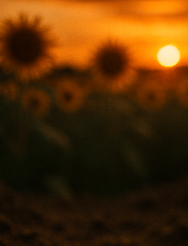 photograph of ants walking in the soil of a Kansas sunflower field