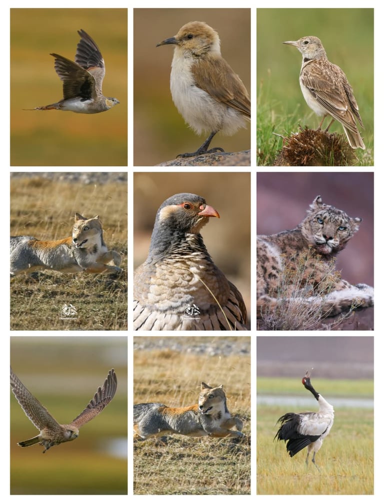 Collage of birds and mammals of ladakh
