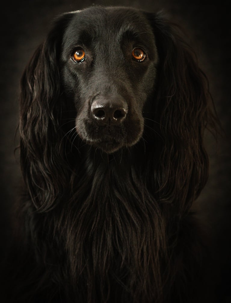 Un chien noir en photo studio