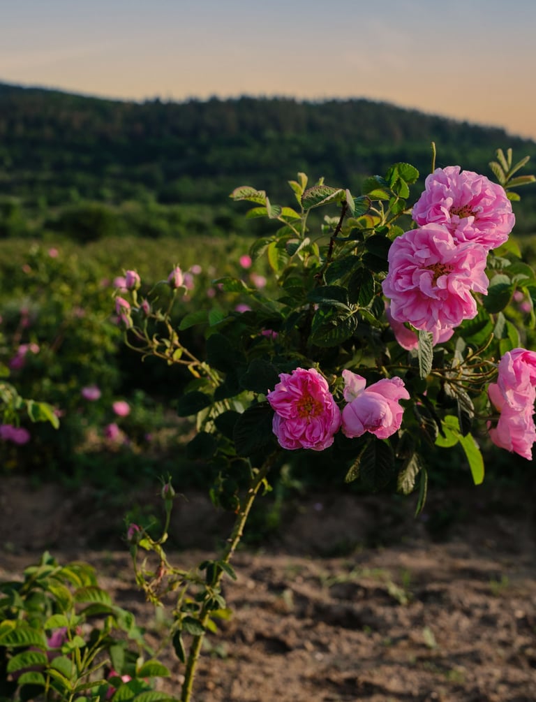 Bulk supply of premium Rose Valley essential oils and hydrosols for businesses