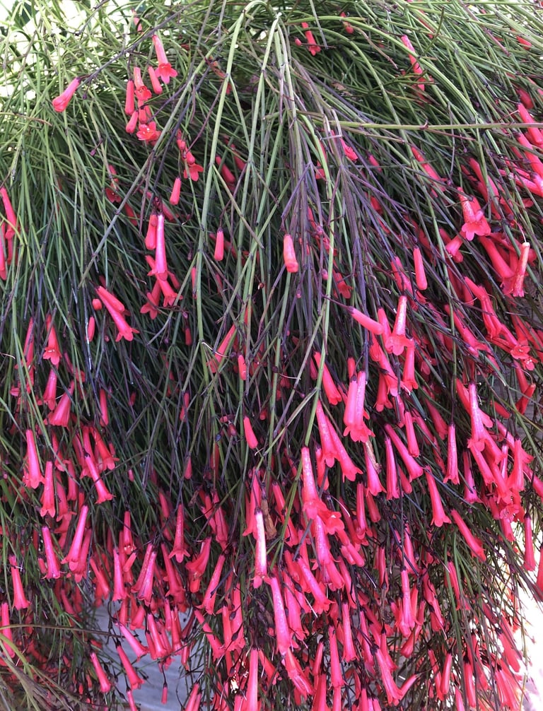 Russelia - plante retombante produisant une cascade de fleurs