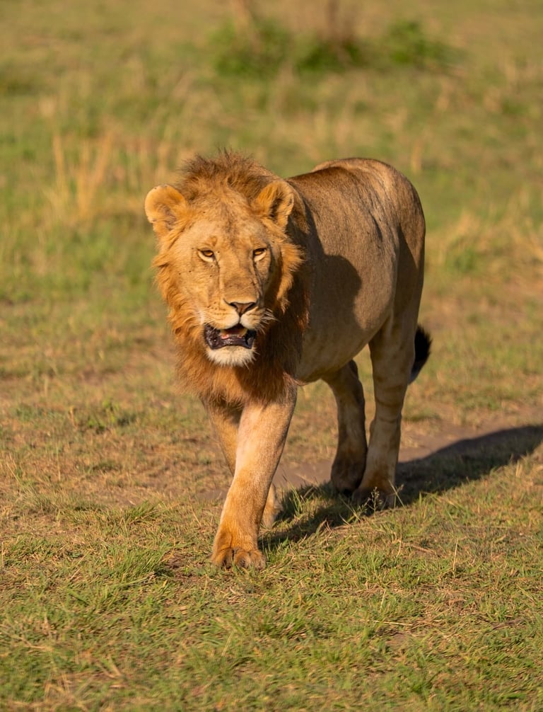 Salas Camp, Kenya - male lion