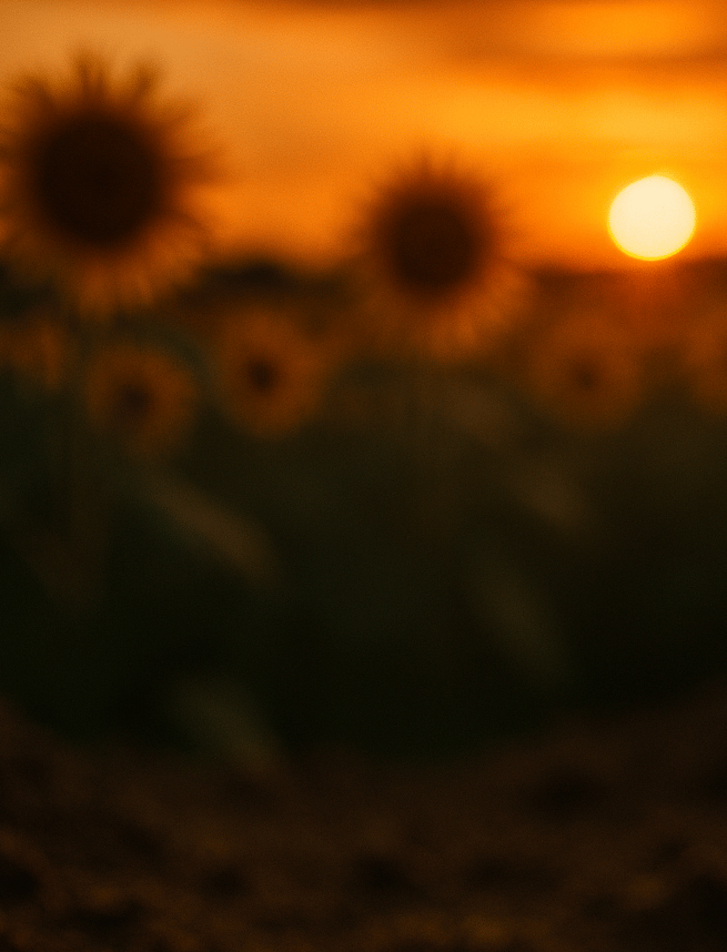 photograph of ants walking in the soil of a Kansas sunflower field