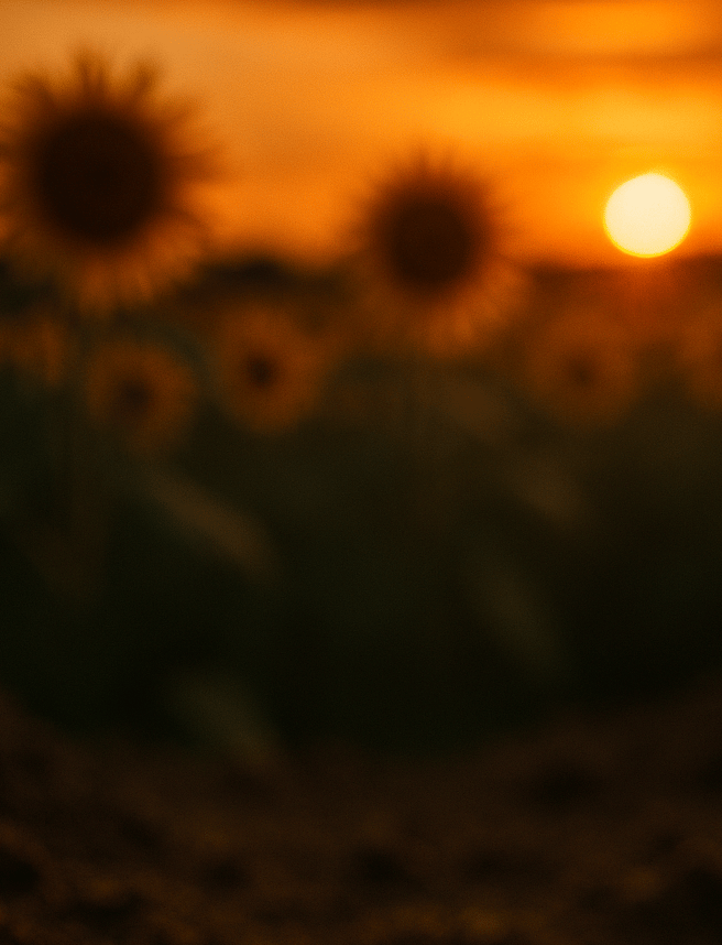 photograph of ants walking in the soil of a Kansas sunflower field