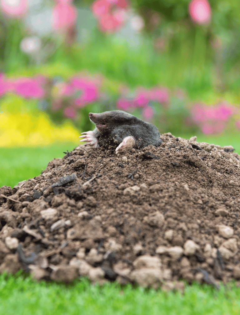 Pest Control in Dorset | Mole Problems Garden | Dark Knight Pest Control