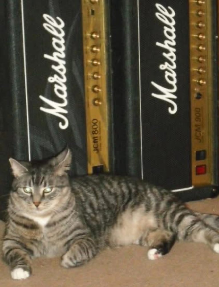 Scampi endorses Marshall!