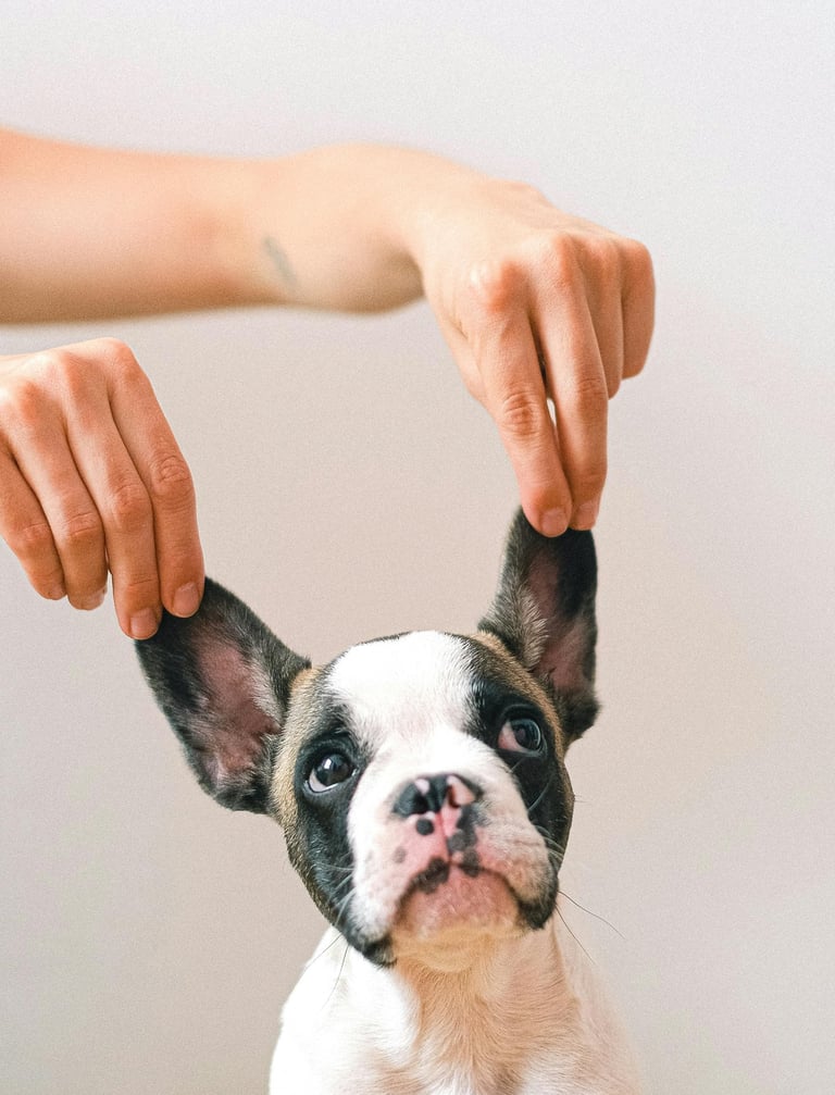 Perro-orejas