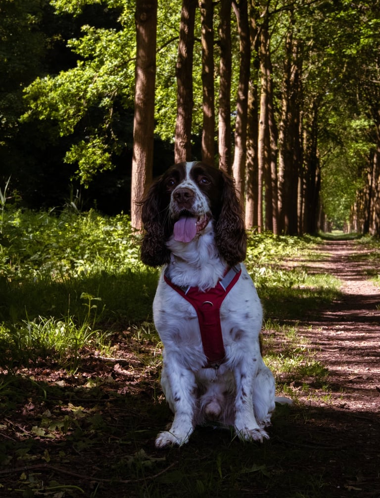Thumbnail of pictures of a dog. Pictures taken of animals.