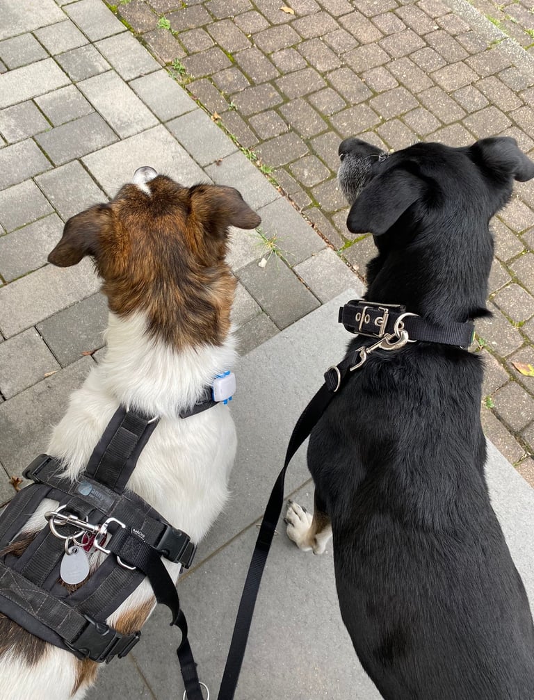 2 Hunde beim Gassi-Service in Düren