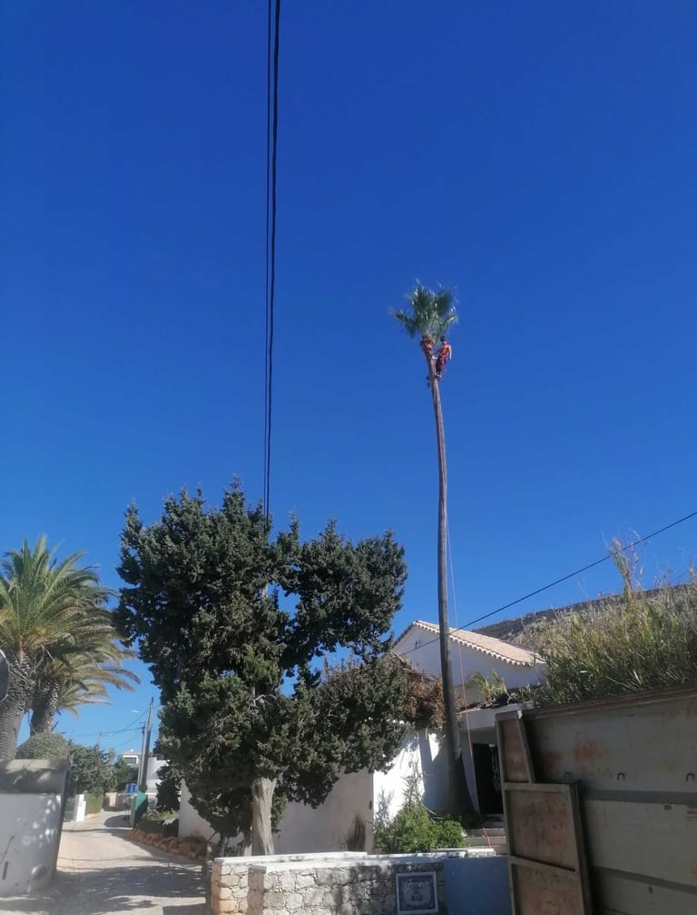 Arborist climbing a tall palm tree for maintenance in Praia de Luz, Algarve