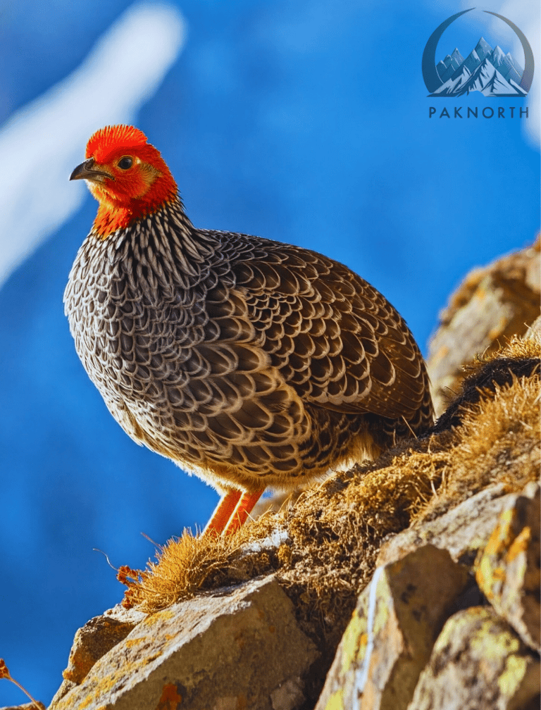 Snowcock at deosai national park