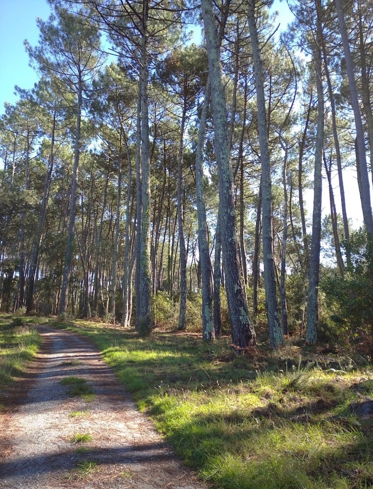photo d'une forêt Landaise
