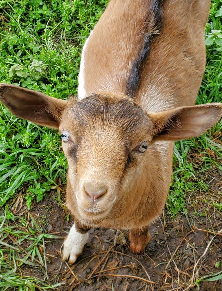 Registered Fainting Goats For Sale
