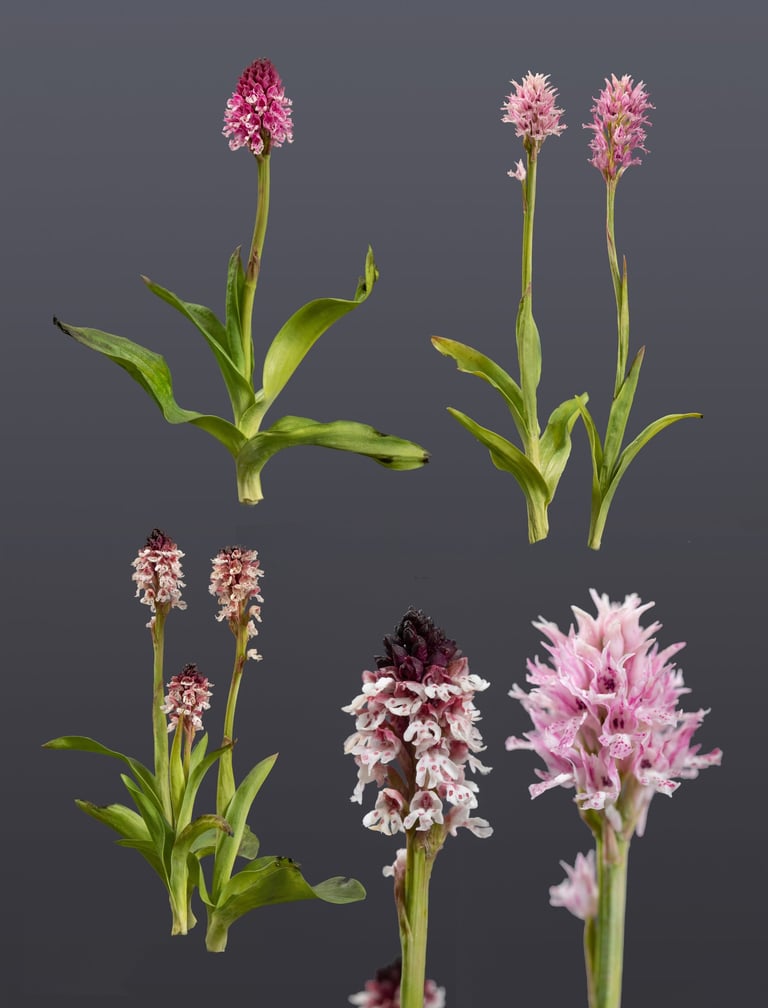 Orchideenmodelle von Sebastian Brandt