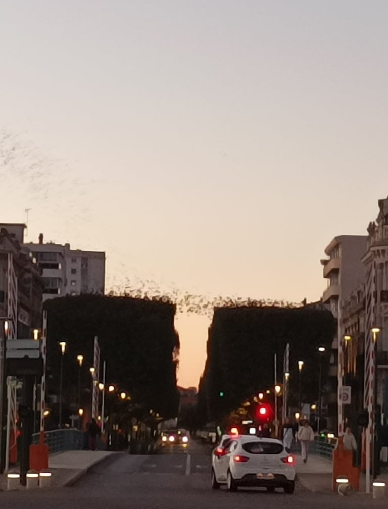 The Starlings Rise from their Roosts