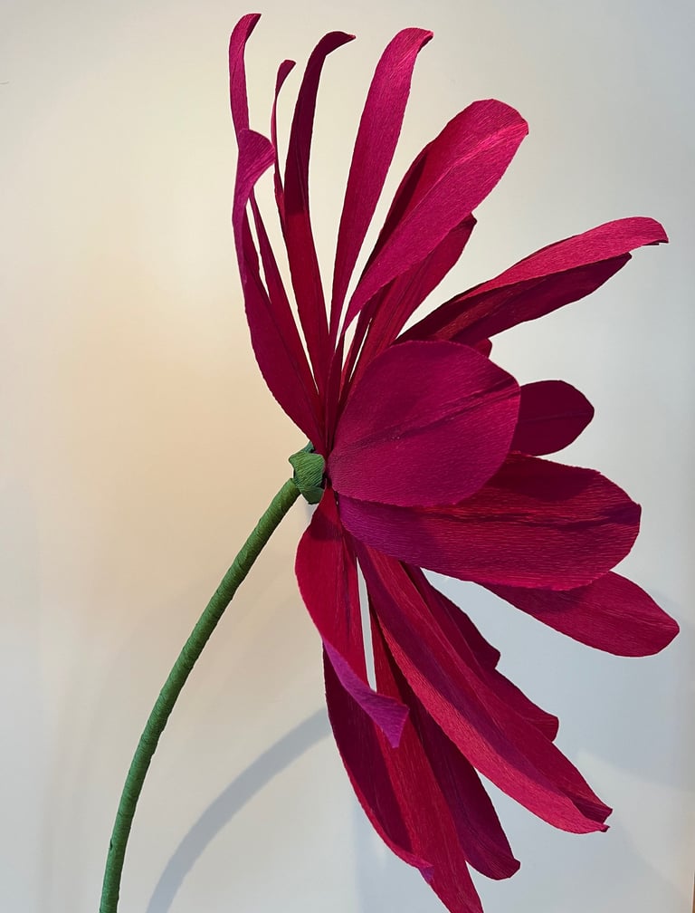 fleur géante , la Marguerite