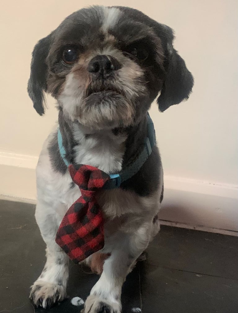 Chester, a grey and white Shih Tzu wearing a red and black tie, in loving memory.