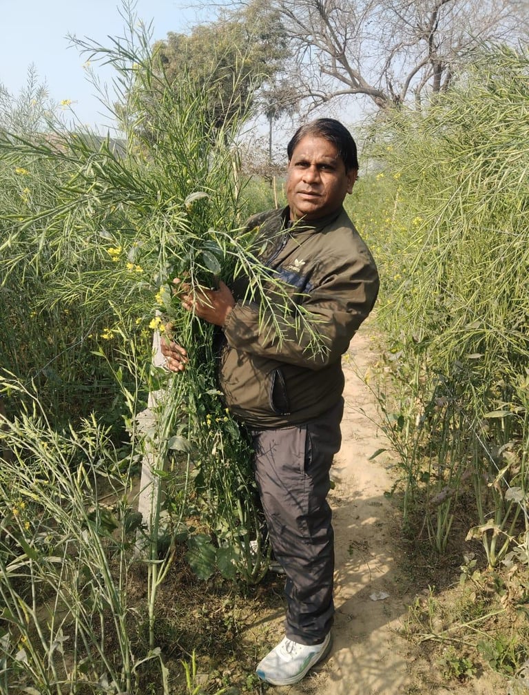 A man stands in a rural mustard field holding a bundle of tall green mustard plants.