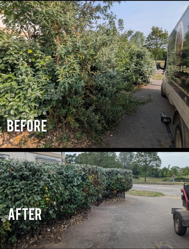 hedge maintenance company Hamilton Trees and Gardens Cheltenham