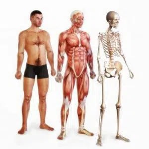 corps humain, os, et muscles