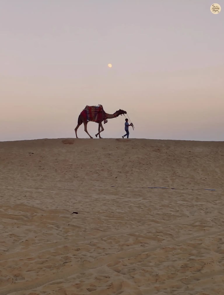 Camel in colorful attire walking through the Raisar sand dunes Bikaner at dusk