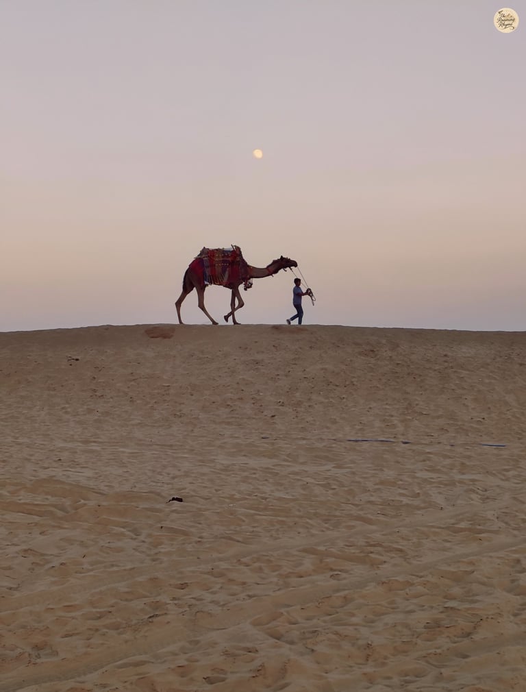 A camel in colorful attire walking through the Raisar dunes at dusk.