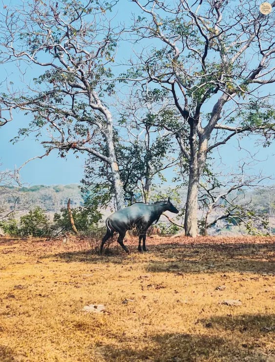 Nilgai antelope spotted on the way to Gharial Viewpoint, Panna Tiger Reserve, Madhya Pradesh.
