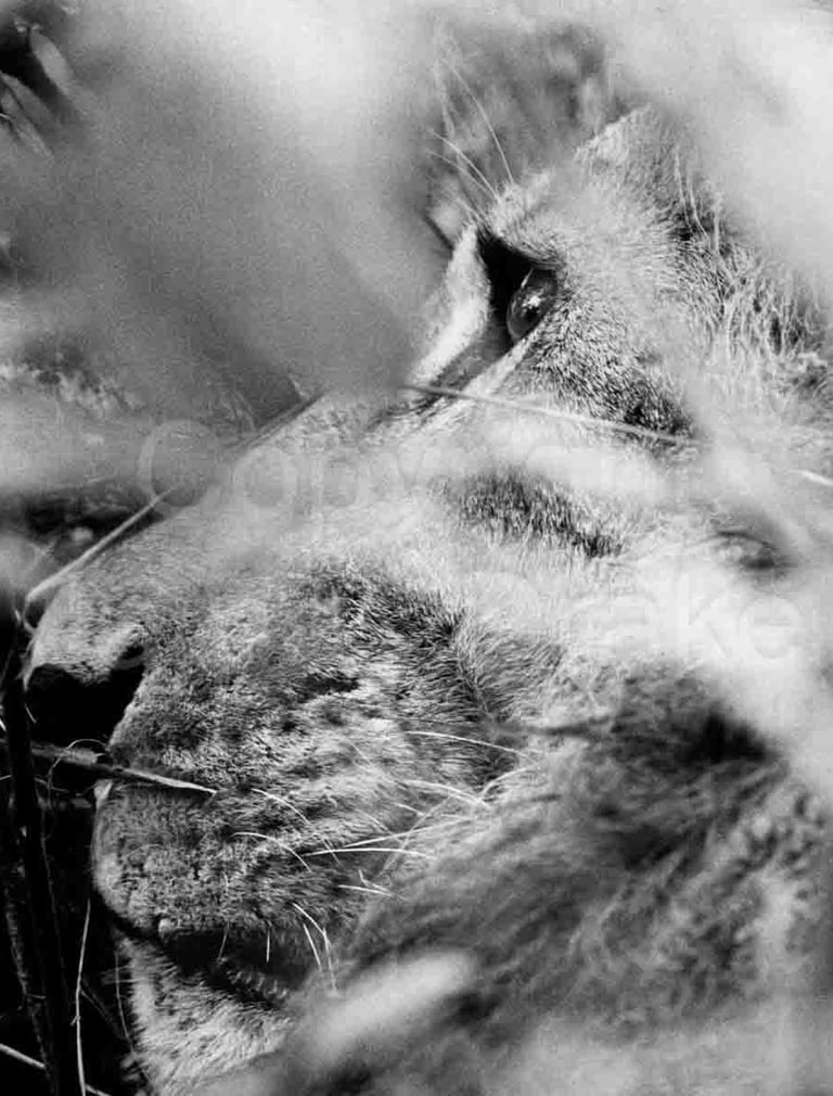 A lion's face in Kenya, Africa, in 1968 by James Drake