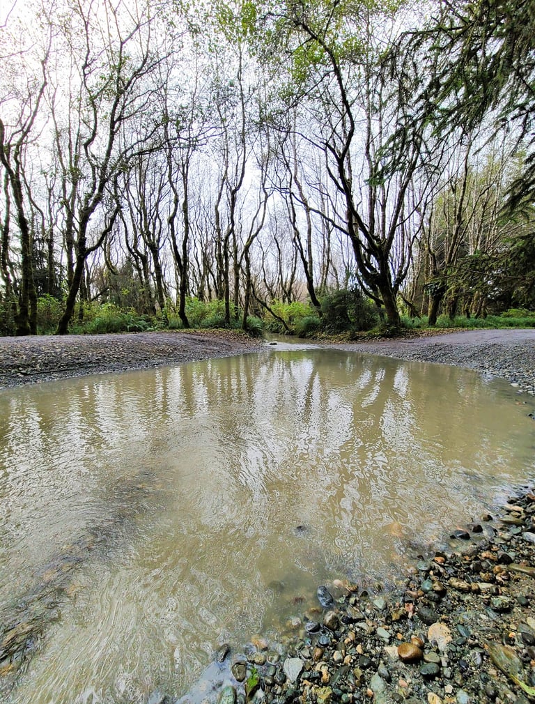 redwood national park, redwoods, fern canyon