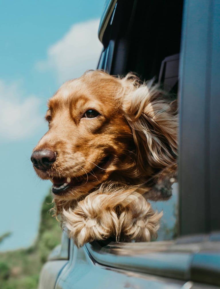 Happy Spaniel dog enjoying the fresh air with its head out a car window