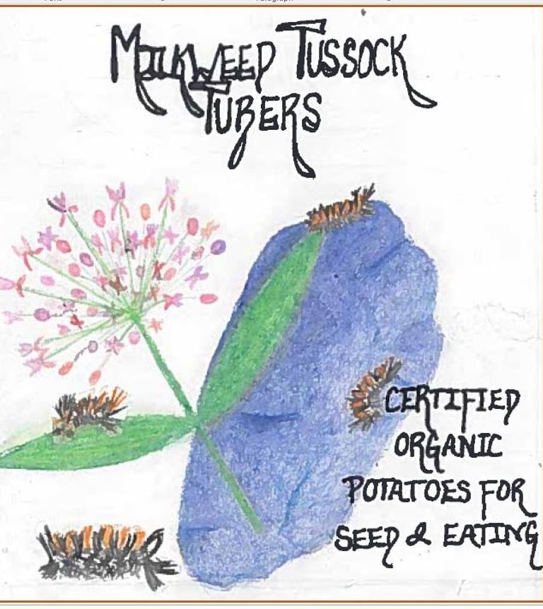 Milkweed Tussock Tubers hand drawn logo of a potato and milkweed plant. 