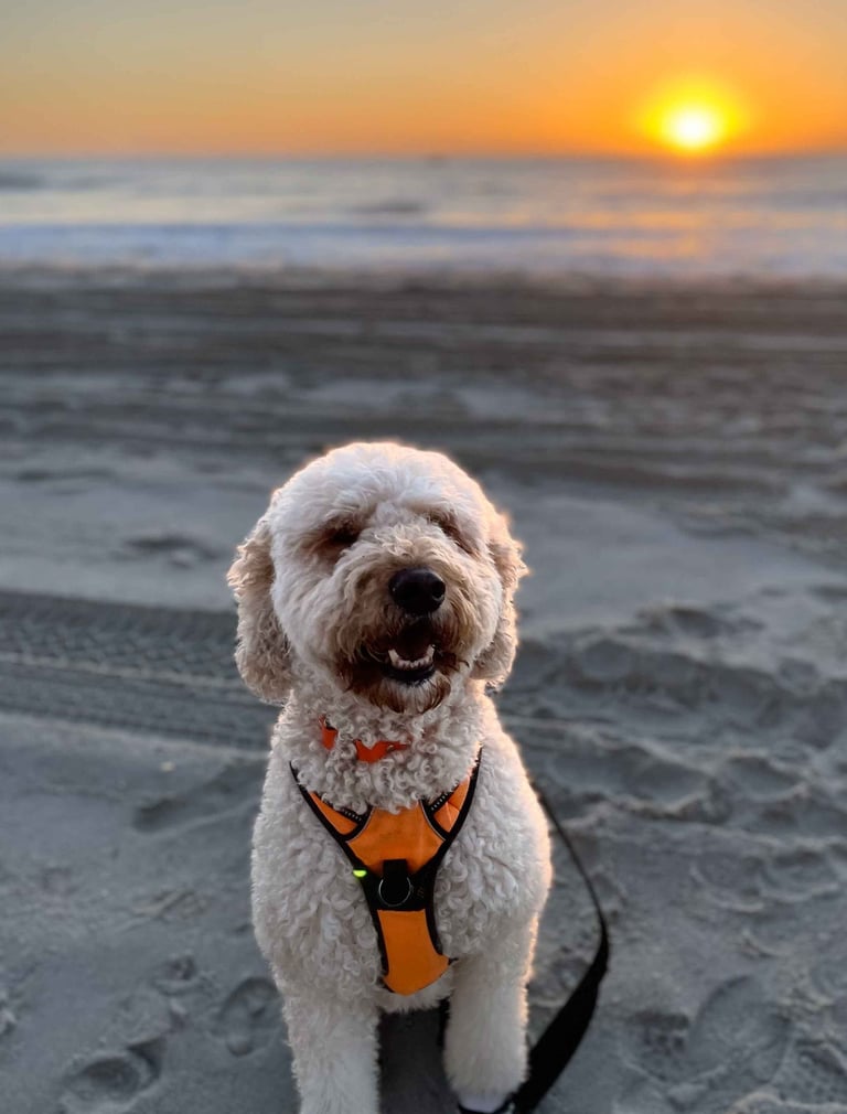 Thai, cute golden doodle