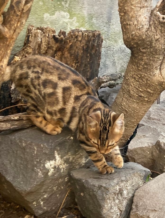 A spotted Bengal kitten climbing on grey rocks near a tree trunk in an outdoor enclosure.