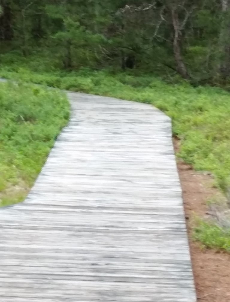 a wooden boardwalk
