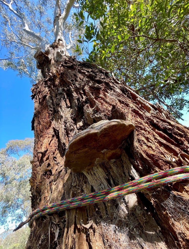 Eucalyptus with fungal bracket and arborist rope