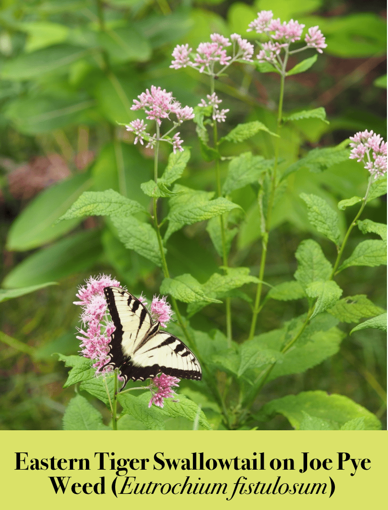 Eastern Tiger Swallowtail on Joe Pye Weed copyright 2024 Heather Rayburn