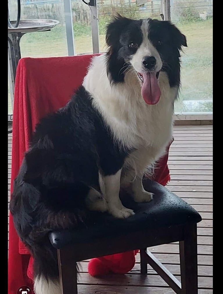 black and white border collie dam