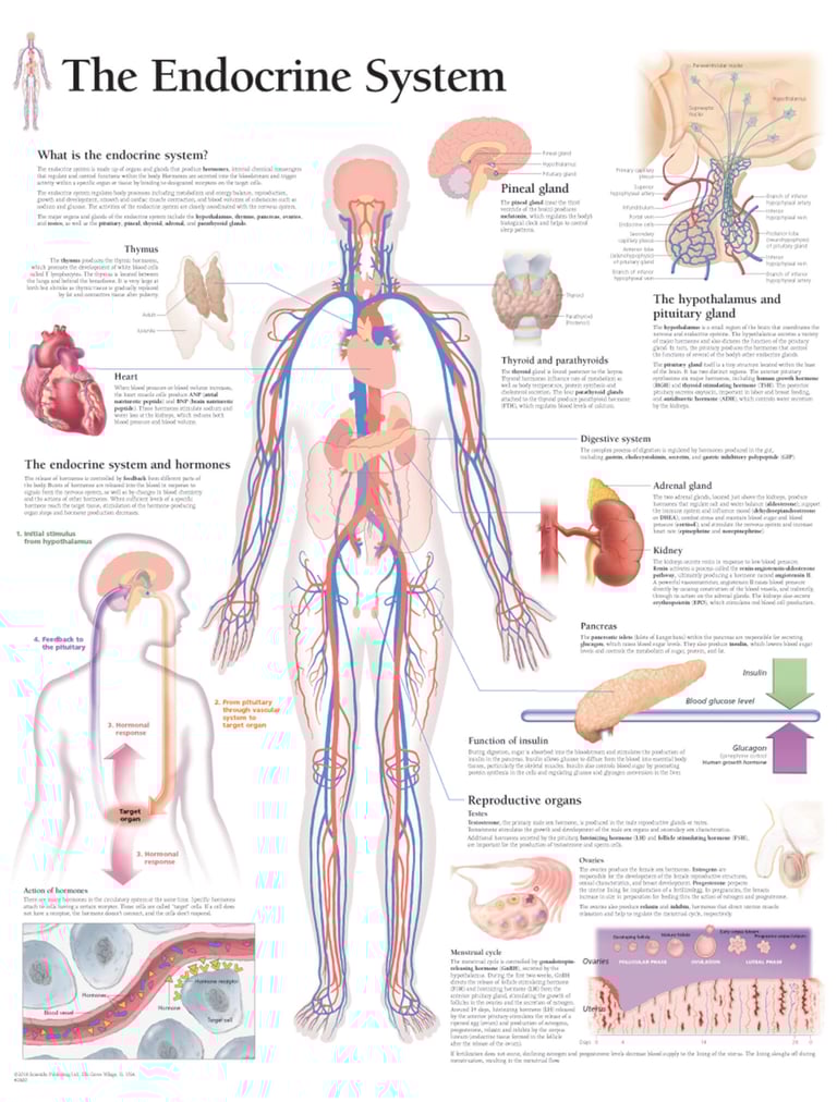 PESTICIDES SANTÉ MALADIES ENDOCRINIENNES