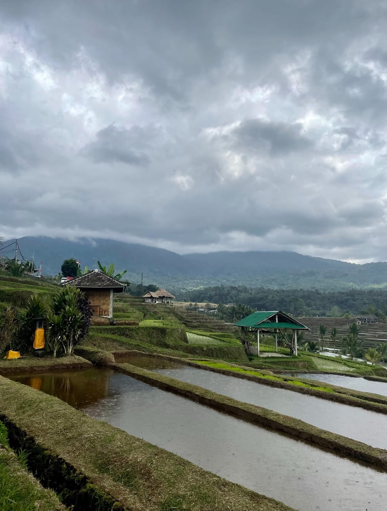 tarasy ryżowe na Bali