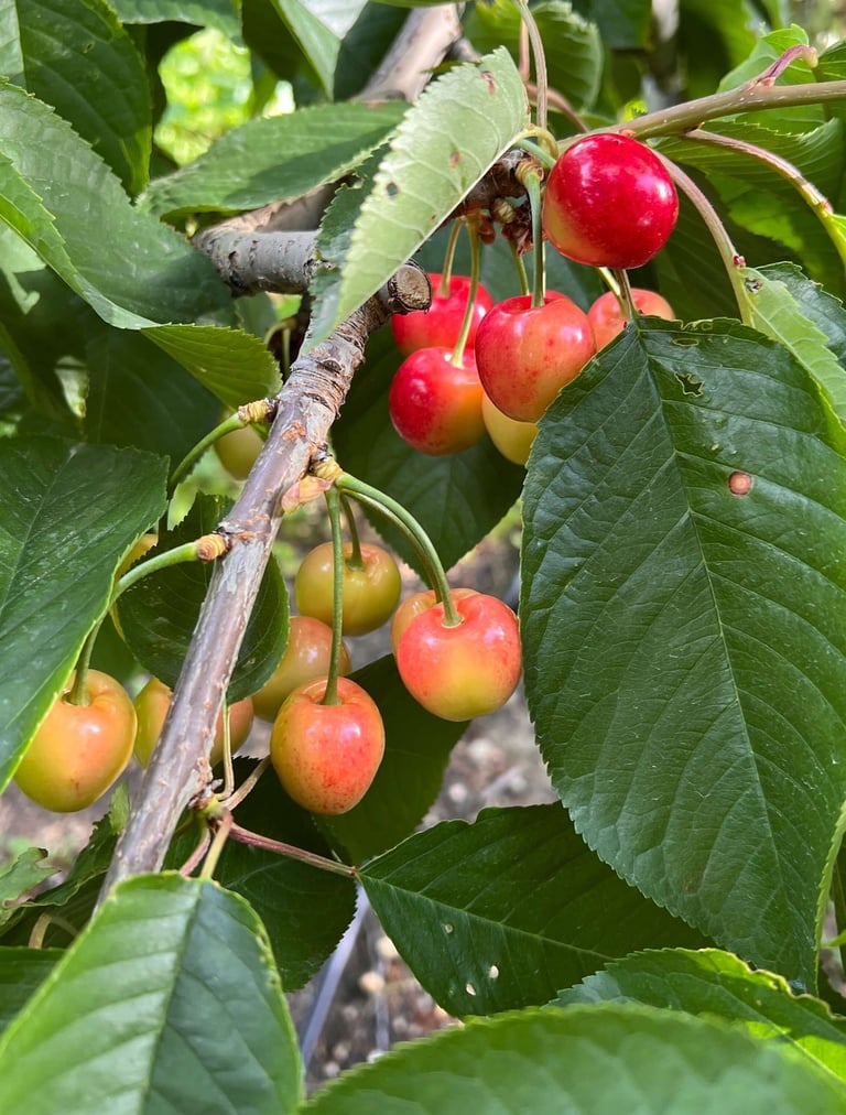 Cerezas en Nueva Zelanda