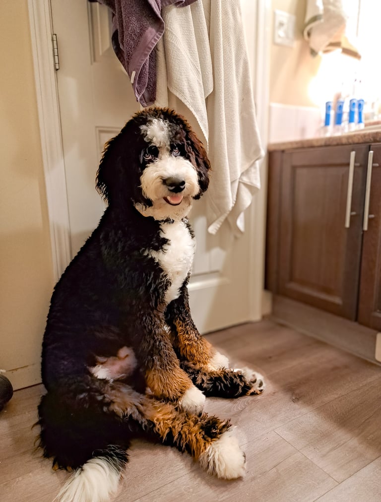 Older Puppy for Rehoming