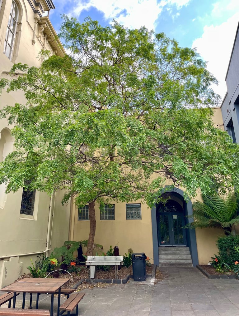 Chinese elm tree in a school setting